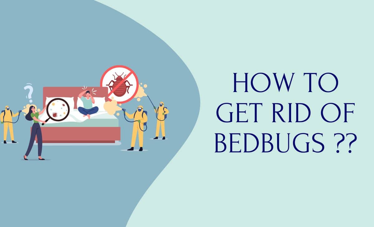 How to Get Rid of Bedbugs: A Step-by-Step Guide
