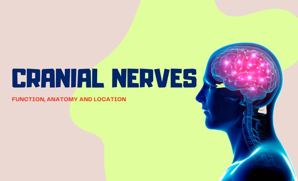 Cranial Nerves: Function, Anatomy and Location