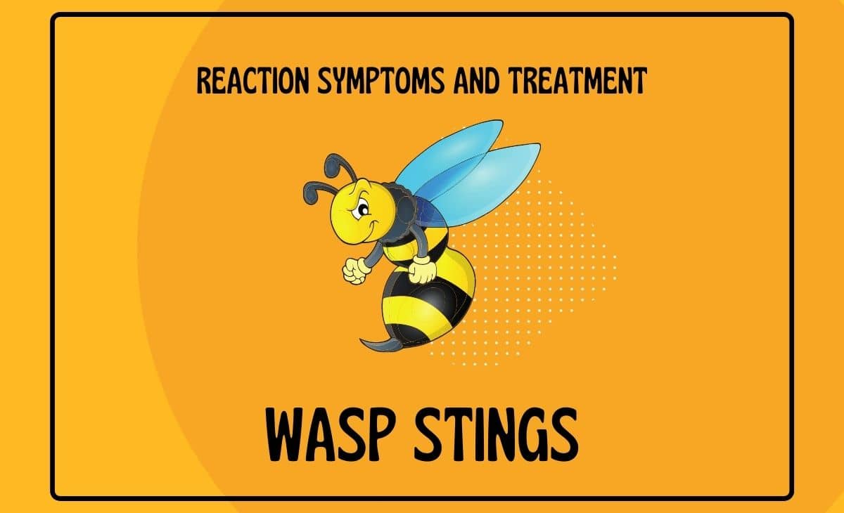 Wasp Stings Reaction Symptoms and Treatment Resurchify
