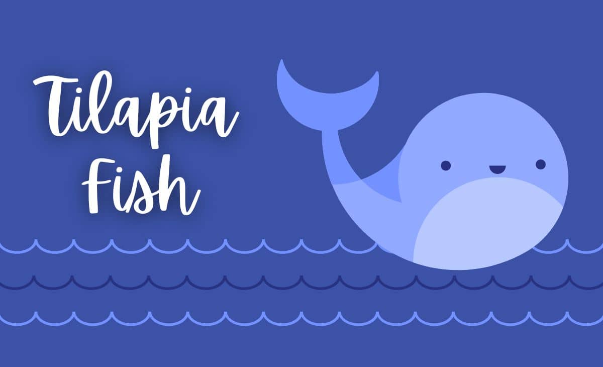 Tilapia Fish Benefits and Dangers Resurchify