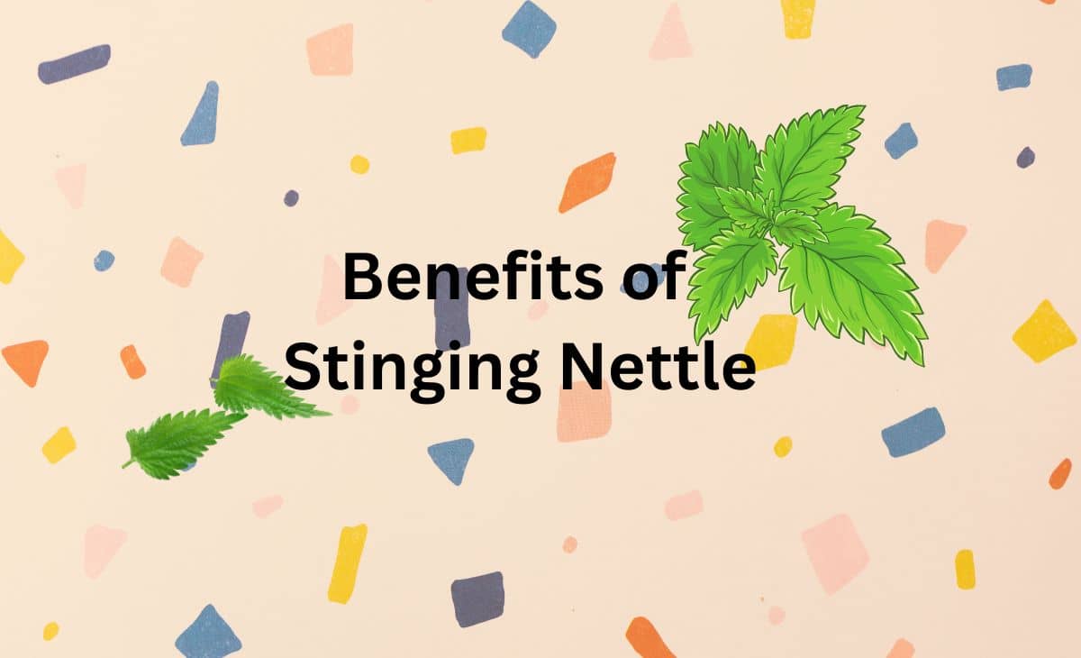 10 Benefits of Stinging Nettle (Plus Side Effects) Resurchify