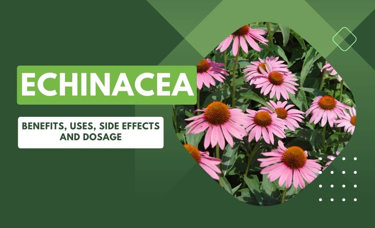 Echinacea Benefits, Uses, Side Effects and Dosage Resurchify